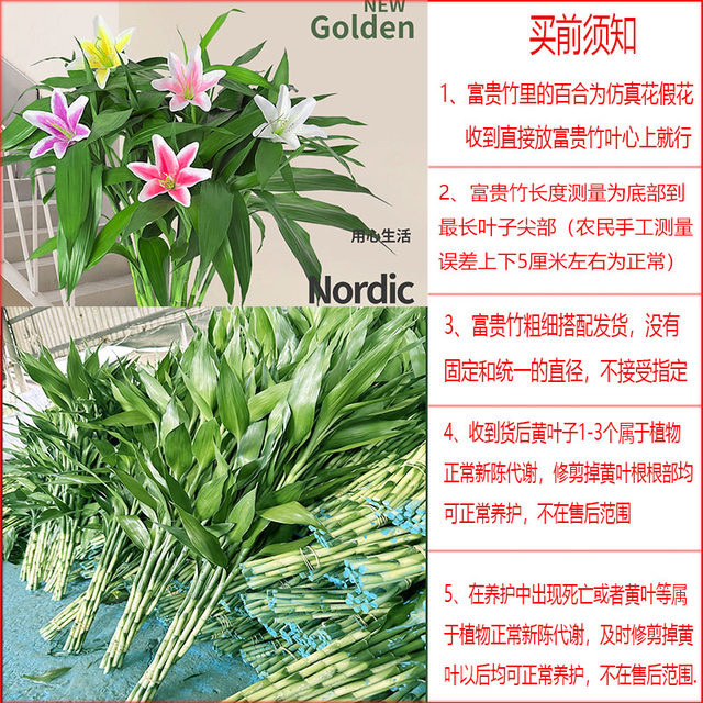 Lucky Bamboo Hydroponic Plants Living Room Lucky Bamboo Green Plants Potted Flowers Indoor Flowers