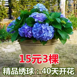 绣球花苗 新人首单立减十元 22年10月 淘宝海外