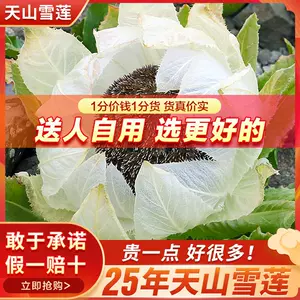 天山雪莲中药材雪莲花 新人首单立减十元 22年6月 淘宝海外