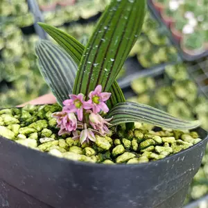 日本蘭花草 新人首單立減十元 22年10月 淘寶海外