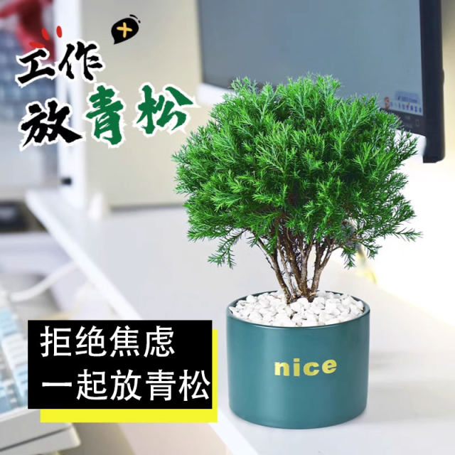 Put green pine plants in pots in rime, good for nourishing green plants in all seasons, office desktop green plants to relieve stress and stabilize emotions
