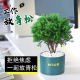 Put green pine plants in pots in rime, good for nourishing green plants in all seasons, office desktop green plants to relieve stress and stabilize emotions