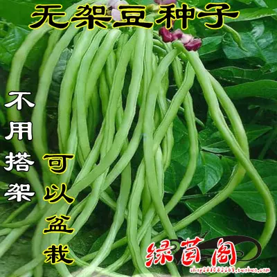 长豆角豇豆种子 新人首单立减十元 21年11月 淘宝海外 长豆角豇豆种子 新人首单立减十元 21年11月 淘宝海外