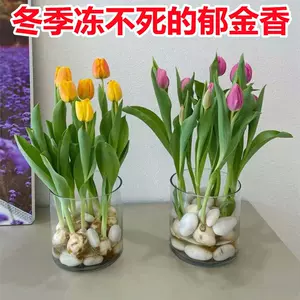 水培球根 新人首单立减十元 22年8月 淘宝海外