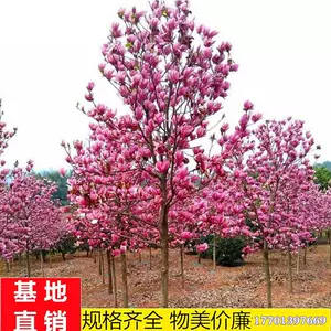 白玉兰小苗 新人首单立减十元 22年6月 淘宝海外