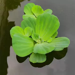 水浮蓮水芙蓉 Top 57件水浮蓮水芙蓉 23年2月更新 Taobao