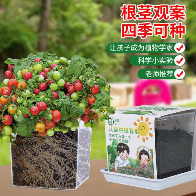 Children plant small potted sunflower seeds for students to scientifically observe experimental plants sunflower and impatiens set