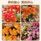 Longevity flower potted double large flowers with buds seedlings are good for all seasons flowering plants indoor desktop flowers and green plants