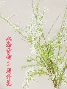 水培苗木 新人首单立减十元 22年2月 淘宝海外