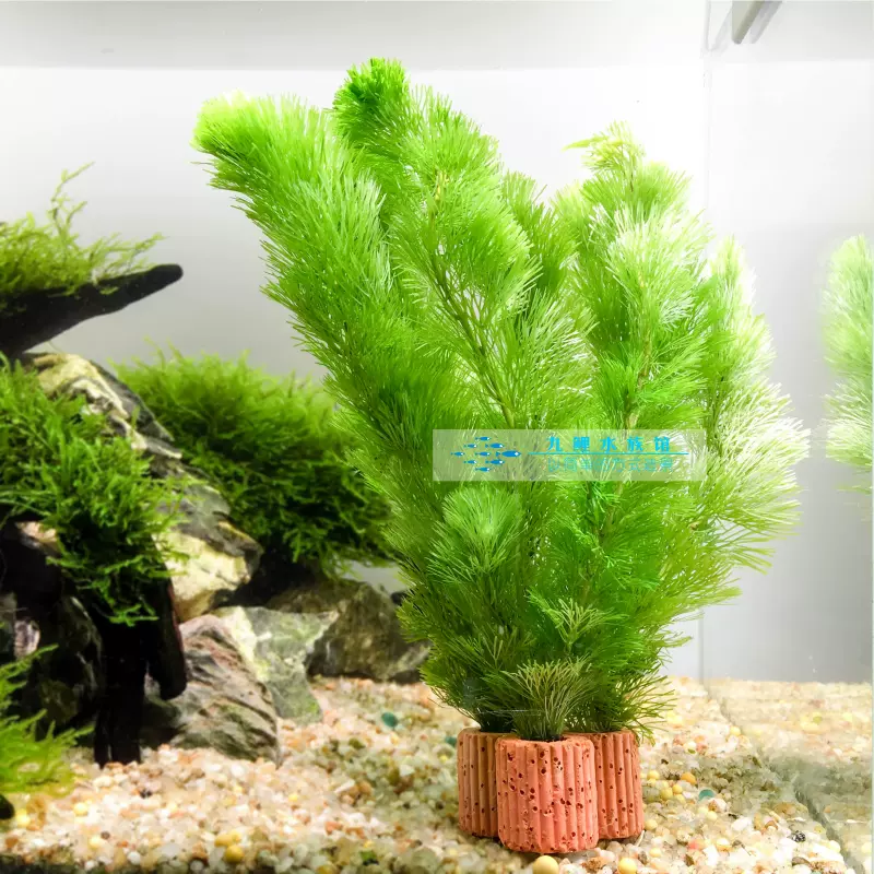 定植小水草懒人金鱼草热带鱼缸造景装饰花草新手入门水景