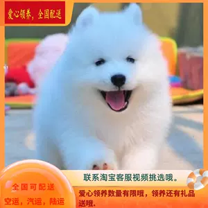 纯大白熊 新人首单立减十元 22年8月 淘宝海外 纯大白熊 新人首单立减十元 22年8月 淘宝海外