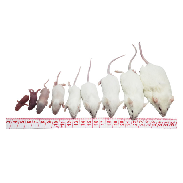 Little white rats breeding group living in a living one, one male and ...
