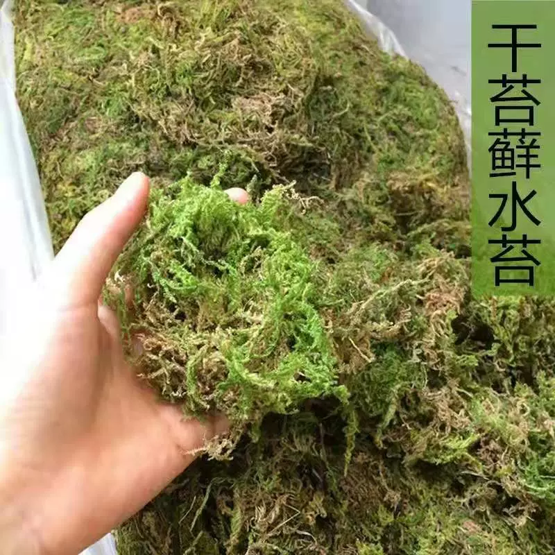 天然干苔藓水苔乌龟冬眠青苔运输垫材水草兰花石斛干苔藓