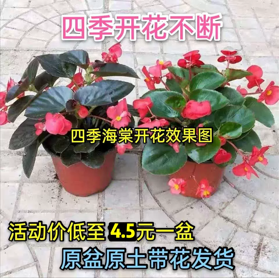 四季海棠花苗盆栽 新人首单立减十元 21年10月 淘宝海外