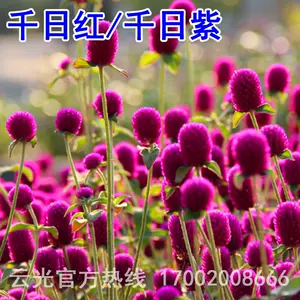 千日紅花 新人首單立減十元 22年3月 淘寶海外