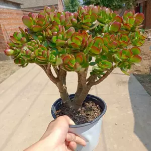 红叶植物盆栽花 新人首单立减十元 22年4月 淘宝海外