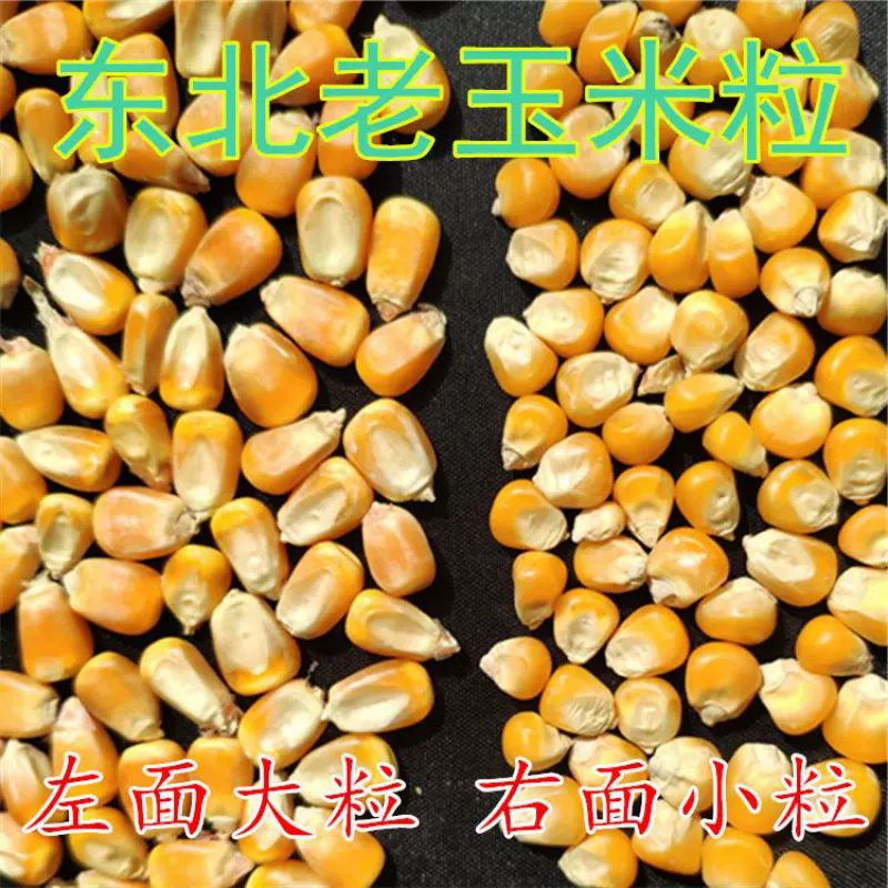 喂鸽子小粒玉米粒10斤东北干老玉米粒大粒苞米斤非
