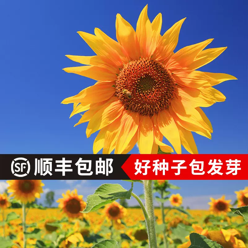矮向日葵种子 新人首单立减十元 2021年12月 淘宝海外