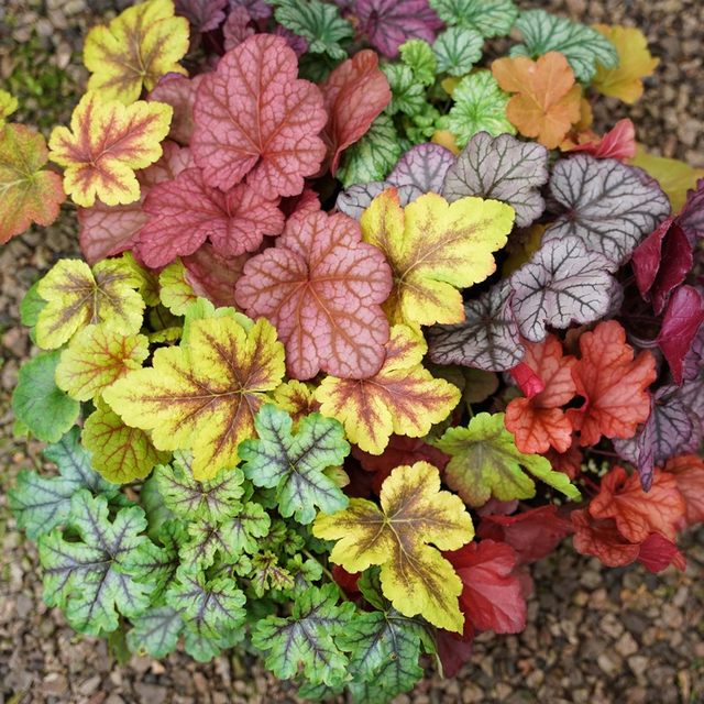 Alum root potted flower plants indoor flower seedlings evergreen all seasons leaf-resistant green plants garden greening flower seedlings