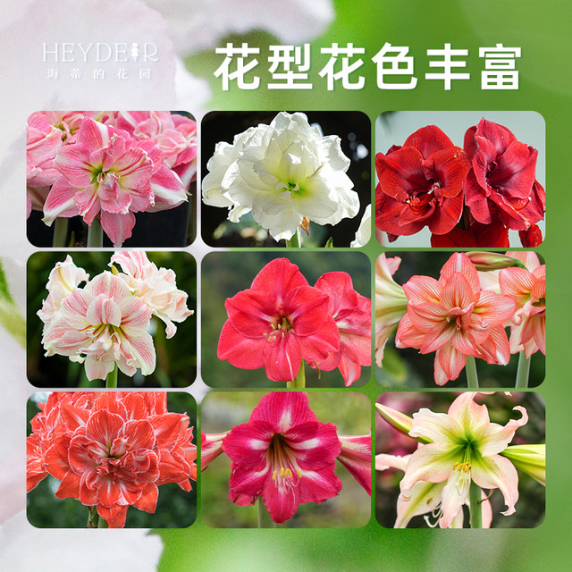 Heidi's Garden Flagship Store Hippeastrum double-petaled Afrey imported flowering bulbs flower plants indoor flowers