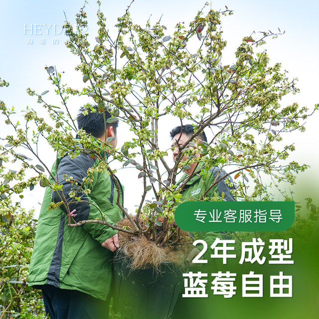 Heidi's Garden Flagship Store Blueberry Fruit Seedlings Northern Garden Potted Fruit Seedlings Balcony Flower Green Plants