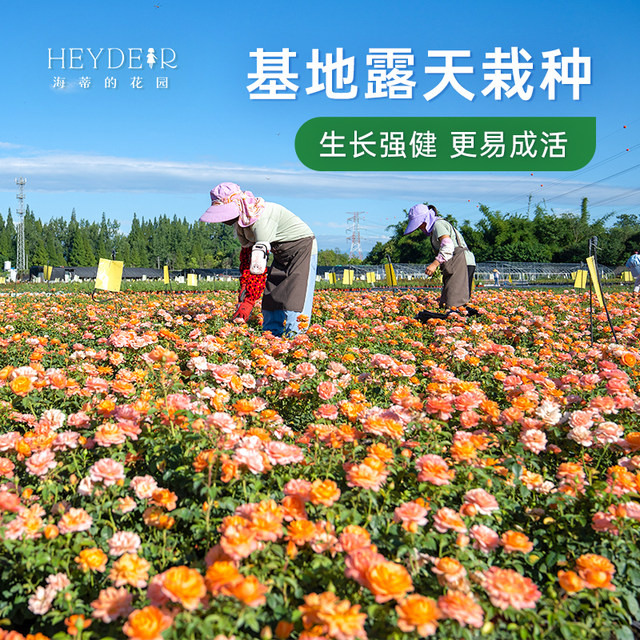 Heidi's Garden Flagship Store Rose Seedlings Flowers Potted Plants Juice Balcony Miniature Rose Climbing Rose