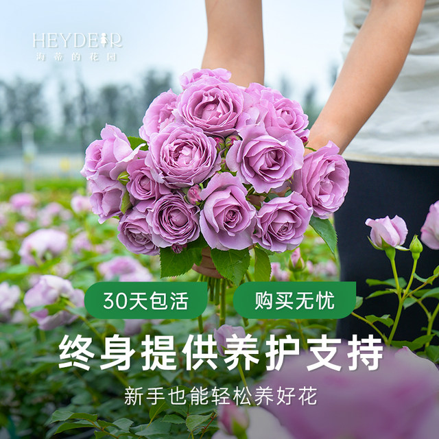 Heidi's Garden Flagship Store Rose Seedlings Flowers Potted Plants Juice Balcony Miniature Rose Climbing Rose