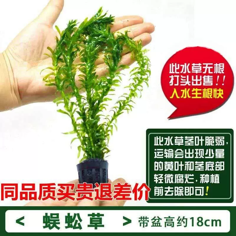 水草活体淡水植物 新人首单立减十元 21年12月 淘宝海外