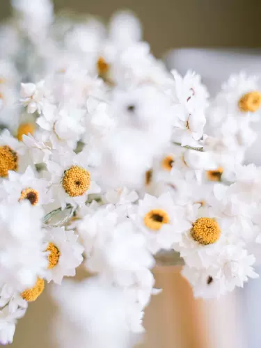 白雏菊花干装饰 新人首单立减十元 22年1月 淘宝海外