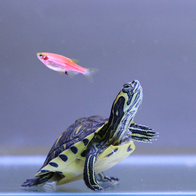 Fish Mixed Turtle Deep water turtle fish tank, mixed yellow-eared turtle, small turtle ...