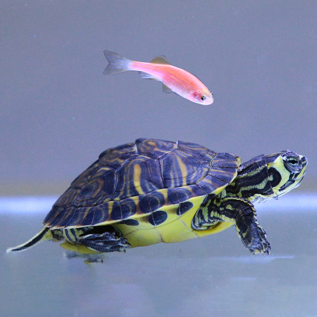 Fish Mixed Turtle Deep water turtle fish tank, mixed yellow-eared turtle, small turtle ...