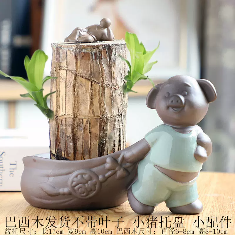 植物幸运树 新人首单立减十元 21年11月 淘宝海外