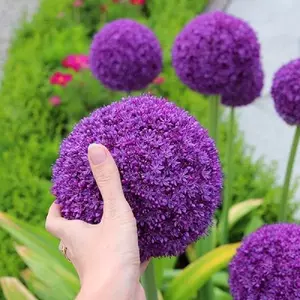 花球根 Top 0件花球根 22年12月更新 Taobao