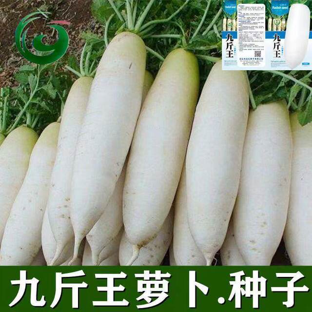 White radish seeds Jiujin [Jin is equal to 0.5kg] Wang seeds are high ...