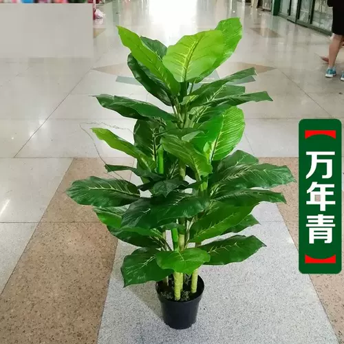 万年青盆景 新人首单立减十元 22年2月 淘宝海外