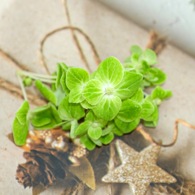 Spot fresh green hydrangea restaurant cold dishes and flowers and plants with Western food Japanese decorative flowers and plants