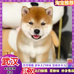 活体繁殖 新人首单立减十元 22年8月 淘宝海外