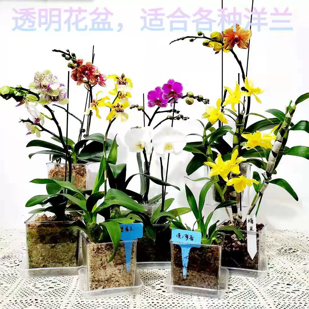 蝴蝶兰盆塑料花盆创意透明 新人首单立减十元 21年12月 淘宝海外 蝴蝶兰盆塑料花盆创意透明 新人首单立减十元 21年12月 淘宝海外