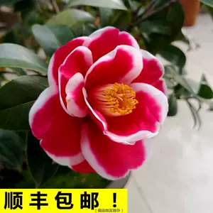 茶花品种 新人首单立减十元 22年6月 淘宝海外