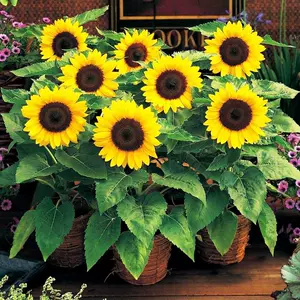 切花向日葵 新人首单立减十元 22年9月 淘宝海外