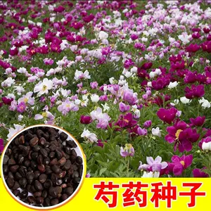 牡丹花種籽子 Top 44件牡丹花種籽子 22年11月更新 Taobao