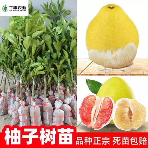 泰国红宝石柚子 新人首单立减十元 22年2月 淘宝海外