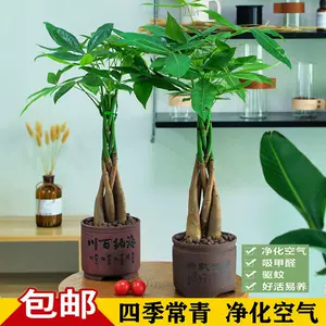 室内招财风水树 Top 66件室内招财风水树 23年2月更新 Taobao