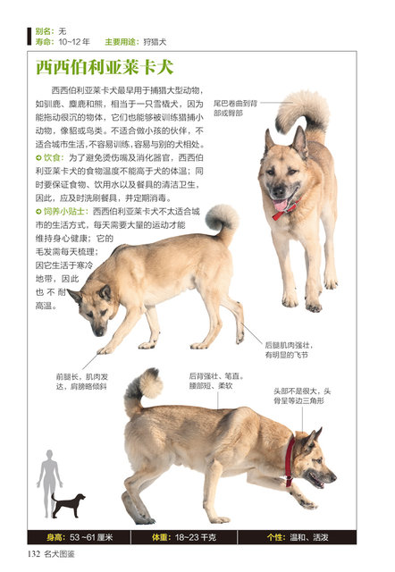 The characteristics and habits of 167 popular pet dogs' characteristics ...