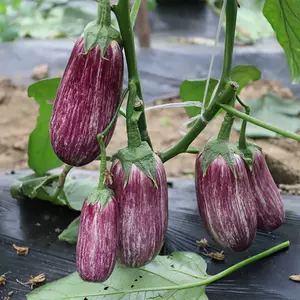 面包茄子 新人首单立减十元 22年4月 淘宝海外