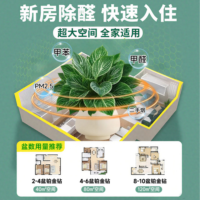 
Platinum Diamond Potted Indoor Desktop Hydroponic Green Plant Office Big Leaf Green Princess Purifies the Air and Removes Formaldehyde