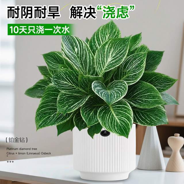 
Platinum Diamond Potted Indoor Desktop Hydroponic Green Plant Office Big Leaf Green Princess Purifies the Air and Removes Formaldehyde