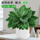 
Platinum Diamond Potted Indoor Desktop Hydroponic Green Plant Office Big Leaf Green Princess Purifies the Air and Removes Formaldehyde