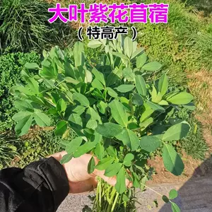 苜蓿芽苗菜种子 新人首单立减十元 22年10月 淘宝海外