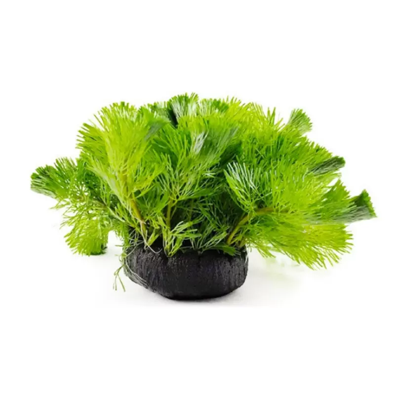 水草植物真草阴性草 新人首单立减十元 21年12月 淘宝海外